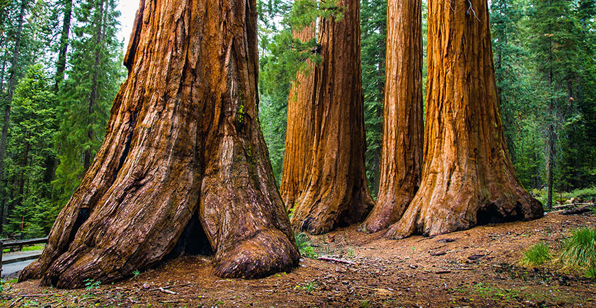 Sequoia Field Station