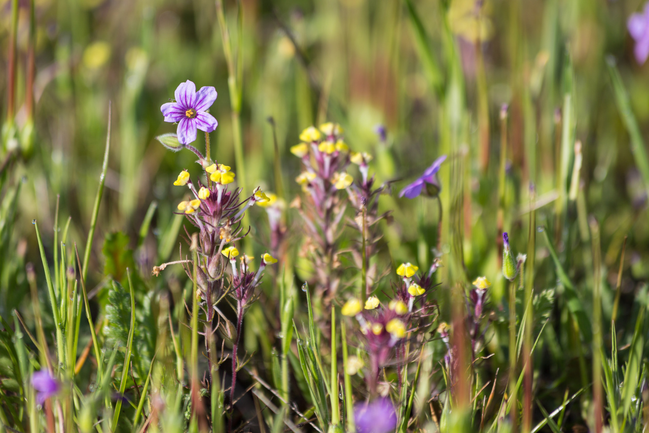 Merced Vernal Pools and Grassland Reserve