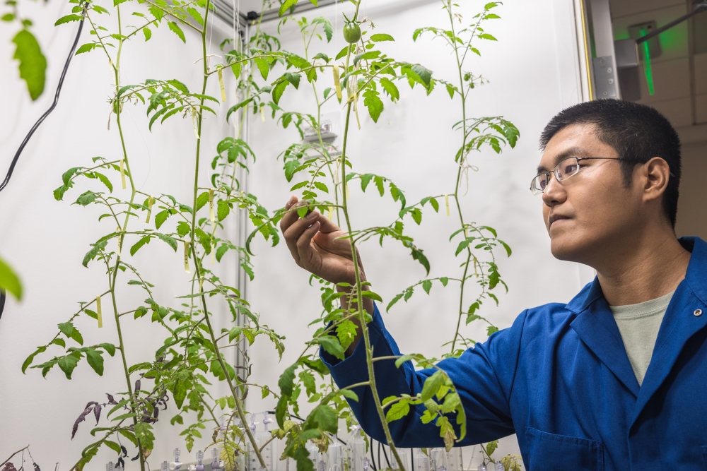 A researcher inspects plants growing in Professor Teamrat Ghezzehei’s lab